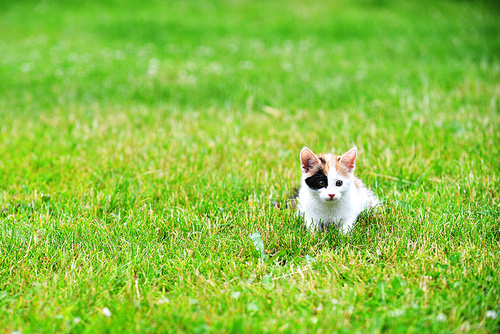 Motley cat playing on green grass