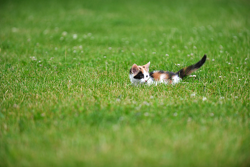 Motley cat playing on green grass