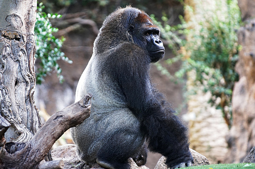 gorilla. Big monkey lives in tropical park