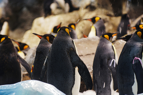 Group of cute penguins in  zoo.
