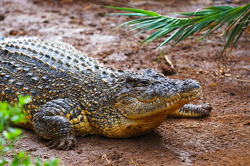 Image of crocodile on sand background. Reptile Animal
