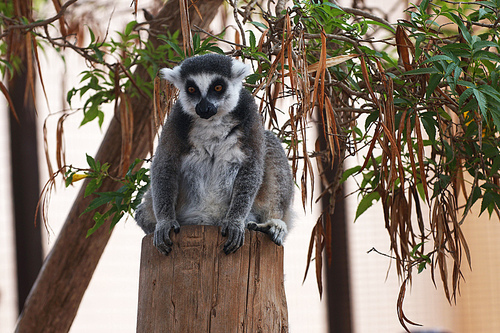 night monkey. monkey lives in tropical park