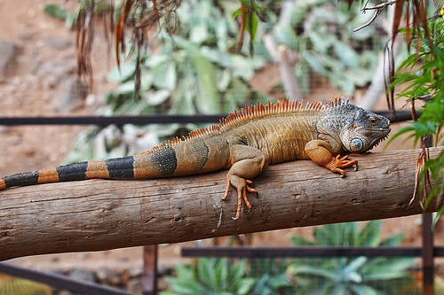 brown  land iguana un tropical park