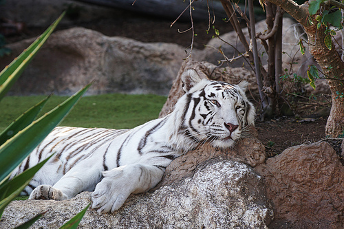 white big tiger in tropical  zoo
