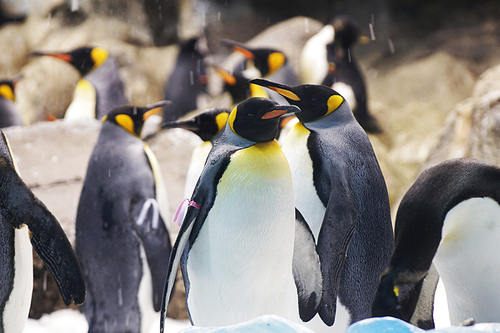 Group of cute penguins in  zoo.