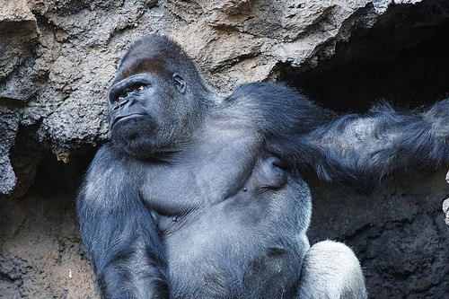 gorilla. Big monkey lives in tropical park