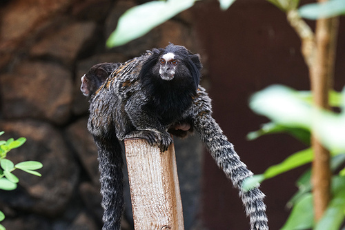 funny monkey lives in tropical park