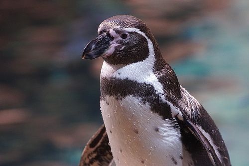 one cute penguins in  zoo.
