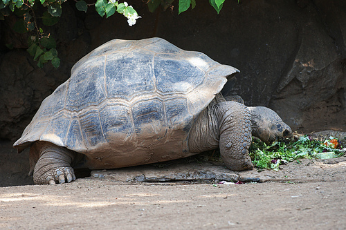 big turtle lives in tropical park