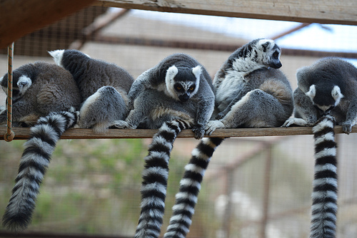 funny monkey with  striped tail in zoo