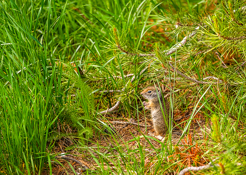 Uinta ground squirrel in Grand Teton National Park, Wyoming, USA