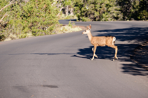 Deer crossing the road, Grand Canyon National Park, Arizona, USA