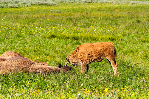 American bison family in Yellowstone National Park, Wyoming, USA