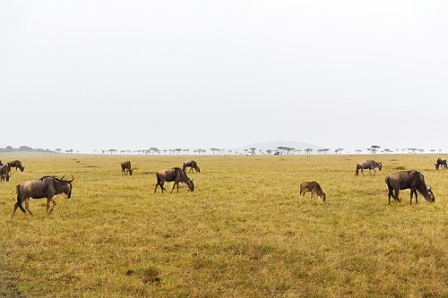 animal, nature and wildlife concept - wildebeests grazing in maasai mara national reserve savannah at africa