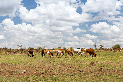 animal, nature, cattle and wildlife concept - herd of cows grazing in savannah at africa