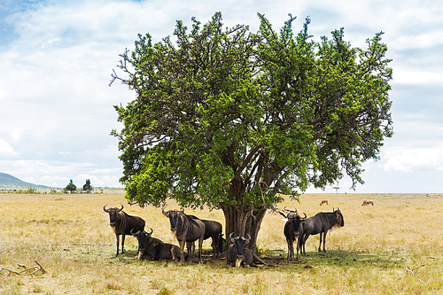 animal, nature and wildlife concept - wildebeests grazing under tree in maasai mara national reserve savannah at africa