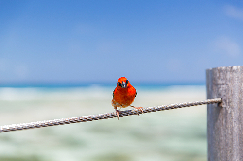 birds and wildlife concept - red fody sitting on rope at seaside