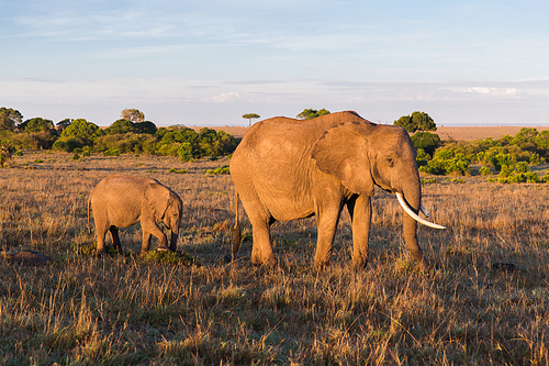 animal, nature and wildlife concept - elephant with baby or calf walking in maasai mara national reserve savannah at africa