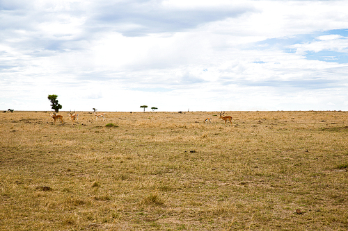 animal, nature and wildlife concept - group of gazelles grazing in maasai mara national reserve savannah at africa