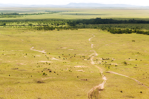 nature, landscape and wildlife concept - view to maasai mara national reserve savanna at africa