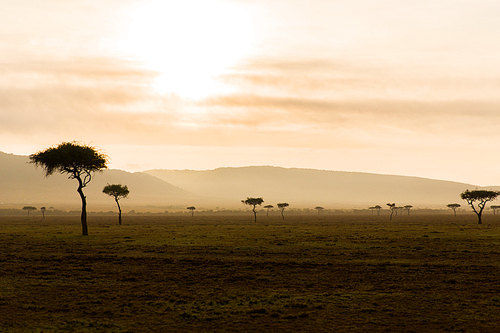 nature, landscape and wildlife concept - acacia trees in maasai mara national reserve savannah at africa