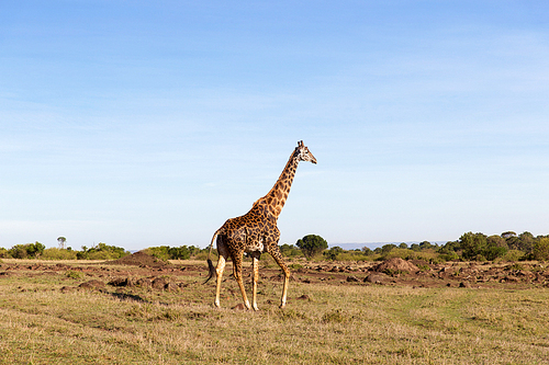 animal, nature and wildlife concept - giraffe walking along maasai mara national reserve savannah at africa
