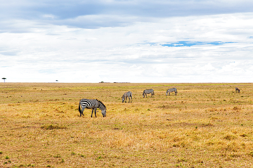 animal, nature and wildlife concept - zebras grazing in maasai mara national reserve savannah at africa