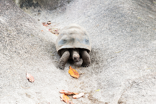 animals, fauna and nature concept - giant tortoise outdoors on seychelles
