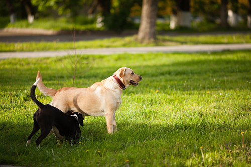 Two dogs walking on green grass in the park