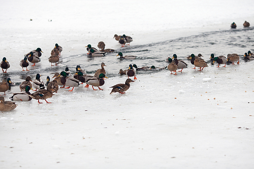 Many beautiful ducks on the frozen river in winter