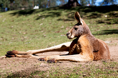 in  australia natuarl park close  up of the kangaroo near   bush