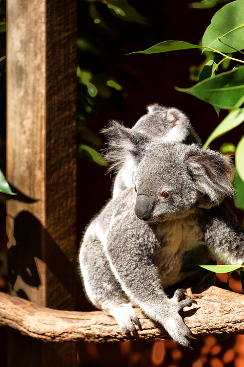 in  australia  the typical free animal the koala