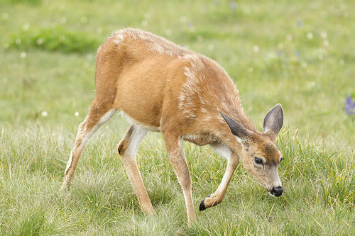 A black-tailed deer, Odocoileus hemionus columbianus,  grazes in the grass on top of Hurricane Ridge in Washington.