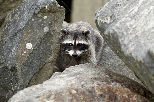 A small raccoon, Procyon Lotor, crawls in the rocks at Westhaven Cove in Westport, Washington.