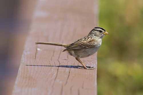 A small white crowned sparrow is perched in Westport, Washington.
