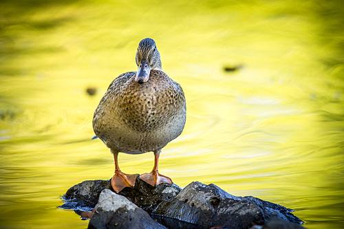 A mallard duck stands on small rocks by a pond at Cannon Hill Park in Spokane, Washington.