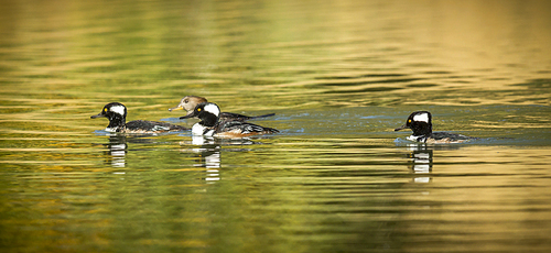Panorama of Hooded mergansers in the pond at Cannon Hill Park in Spokane, Washington.