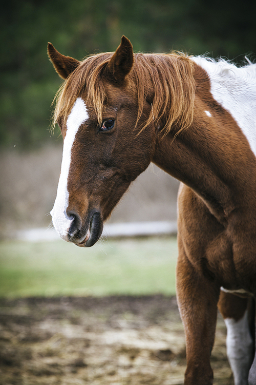 A close up of a portrait of a horse in north Idaho.