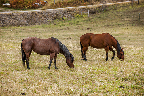 Horses are out in the pasture in north Idaho grazing on the grass.