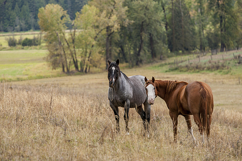 Horses are out in the pasture in north Idaho grazing on the grass.