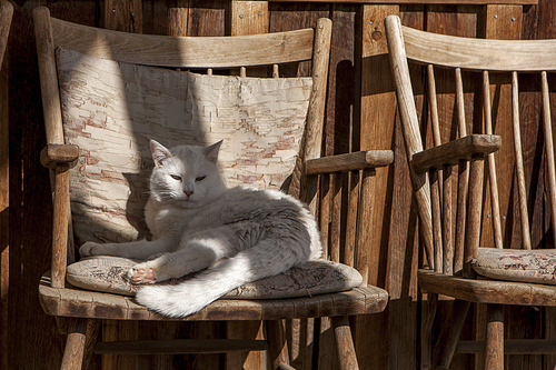 A cat relaxes on a cushion in a wooden chair near Winthrop, Washington.