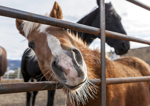 A small pony puts his nose through the bars of the fence in this humorous picture.