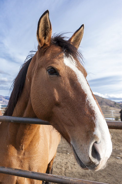 A close up portrait of a horse in the corral.
