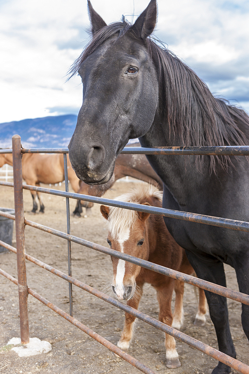 An image of a young pony standing next to an adult horse.