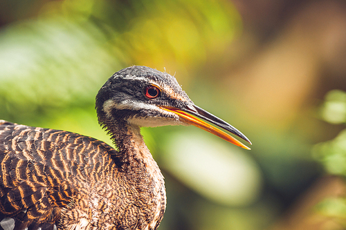 Close-up of a sunbittern bird in a colorful rainforest in bright daylight