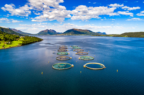 Farm salmon fishing in Norway