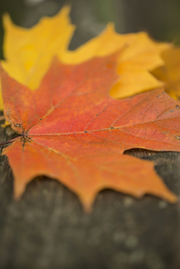 Beautiful shallow depth of field macro image of vibrant Autumn Fall leaves in forest