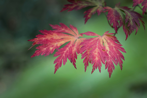 Beautiful shallow depth of field macro image of vibrant Autumn Fall leaves in forest