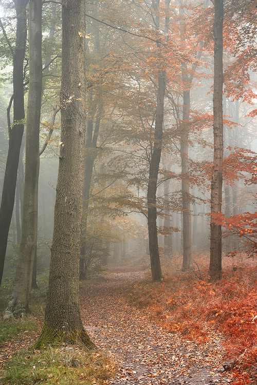 Seasons changing from Summer into Autumn Fall concept shown in one forest landscape image