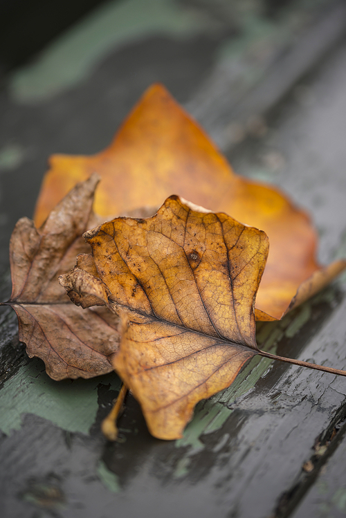 Beautiful shallow depth of field macro image of vibrant Autumn Fall leaves in forest